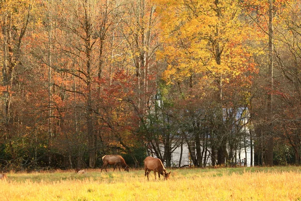 Bir alanda Elk — Stok fotoğraf