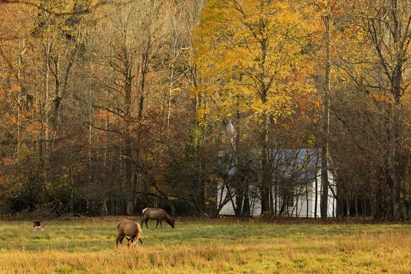Elk v poli — Stock fotografie