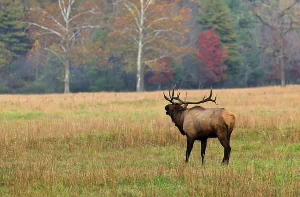 Elk Bugling — Stockfoto