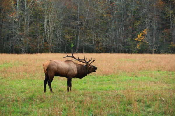 Elk Bugling — Stockfoto
