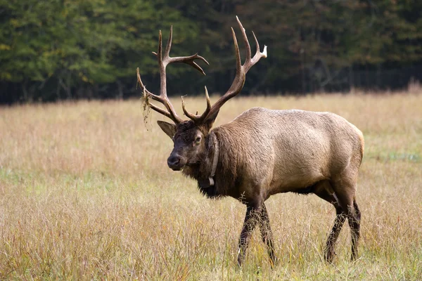 Male Elk — Stock Photo, Image