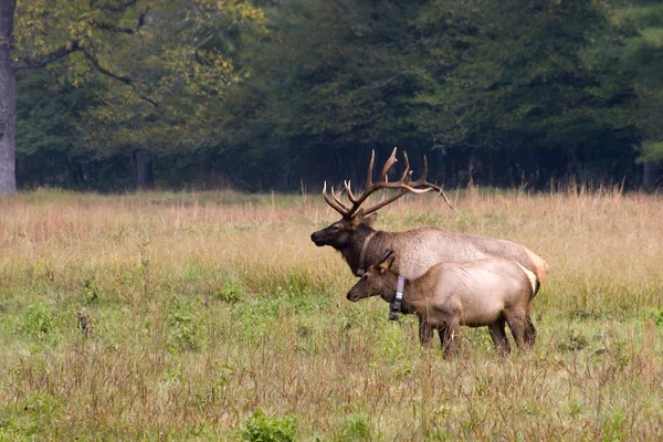 Male Elk and Female — Stok fotoğraf