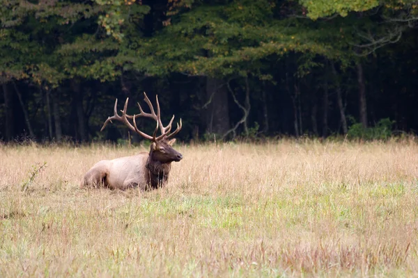 Elk with Large Horns Sitting — Stock Photo, Image
