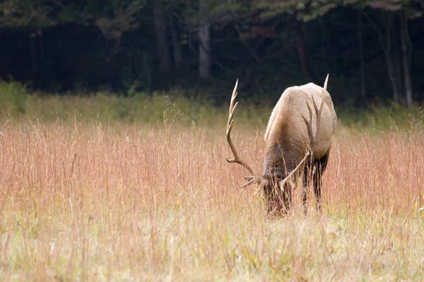 Mannelijke elanden met grote hoorns — Stockfoto