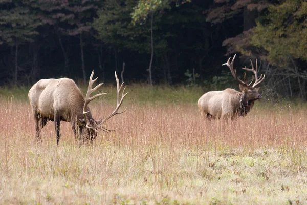 Elk in a Field — Stock Photo, Image