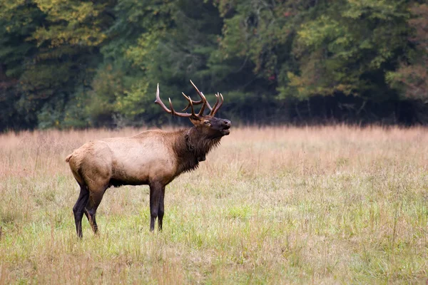 Elk Bugling en un campo —  Fotos de Stock