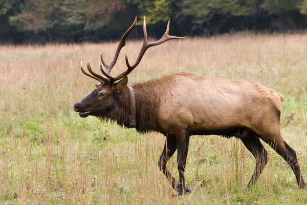 Mužské elk — Stock fotografie