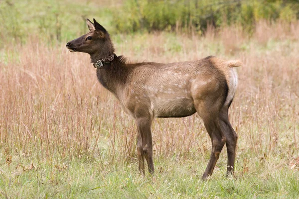 Young Elk — Stock Photo, Image