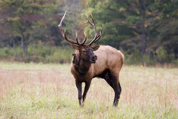 Bugling de wapiti — Photo