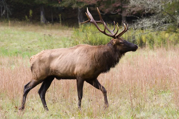 Býk elk — Stock fotografie