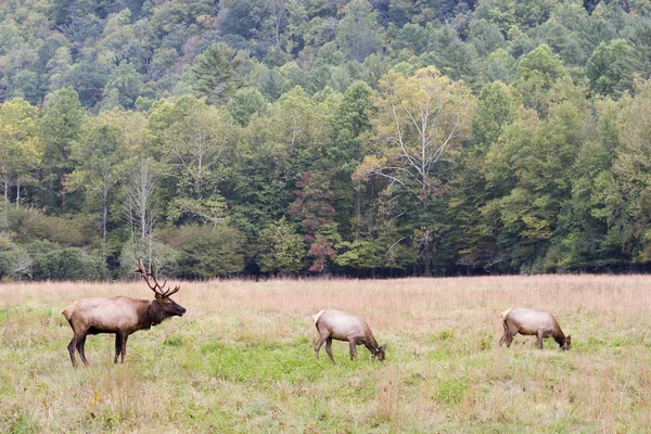 Elk Family — Stock Photo, Image
