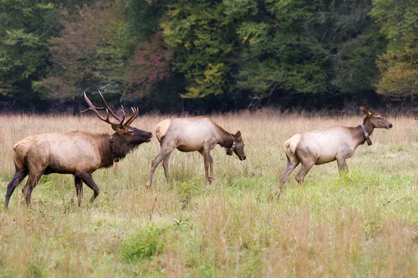 Elk Family — Stock Photo, Image
