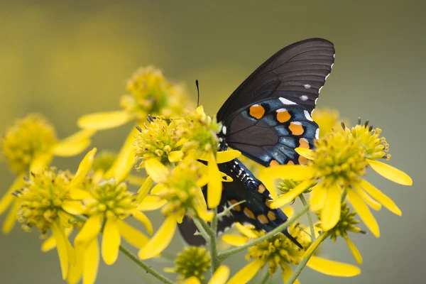 Hirondelle noire sur fleurs sauvages jaunes — Photo