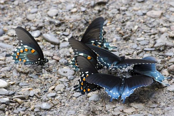 Pipevine Swallowtail Mariposas —  Fotos de Stock