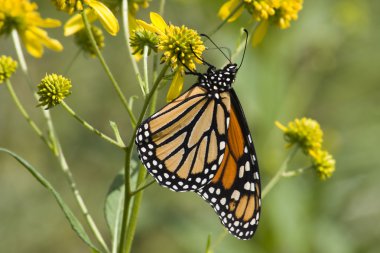 Monarch Butterfly on Yellow Flowers clipart