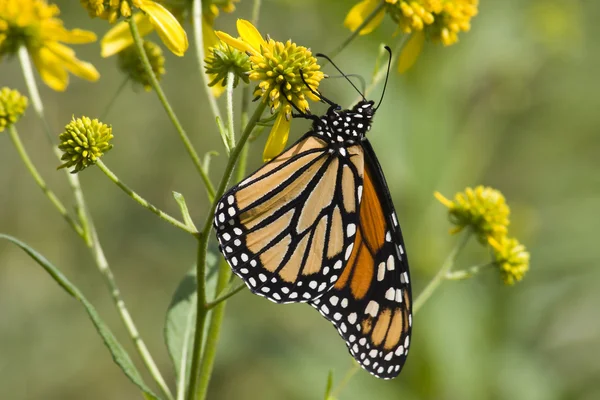 Monarcha Motyl na żółtych kwiatach — Zdjęcie stockowe