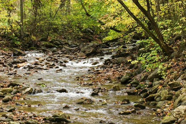 Ruisseau dans la forêt NC — Photo