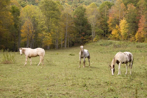 Cavalli in un campo — Foto Stock