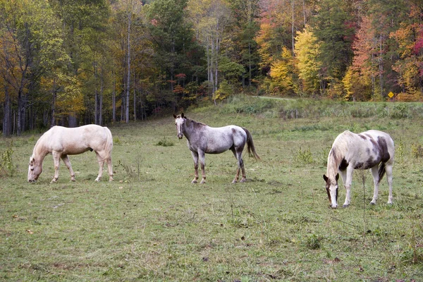 Bir tarlada atlar — Stok fotoğraf