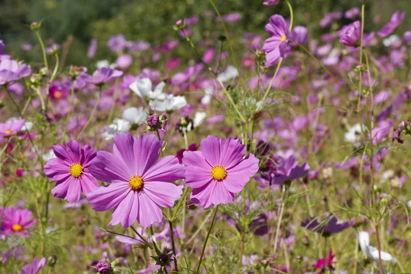 紫コスモスの野原 — ストック写真