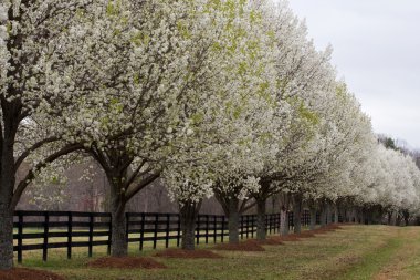 Bradford Pear Trees in Bloom clipart