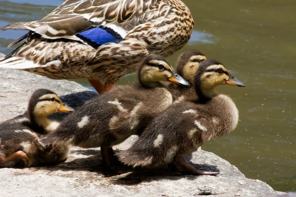 Bebek ördekler — Stok fotoğraf