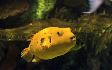 Yellow Puffer Fish clipart