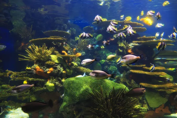 Pesci d'acquario — Foto Stock