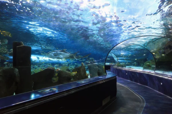 Akvarium tunnel — Stockfoto