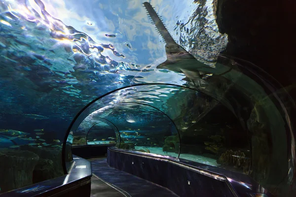 Akvarium tunnel — Stockfoto