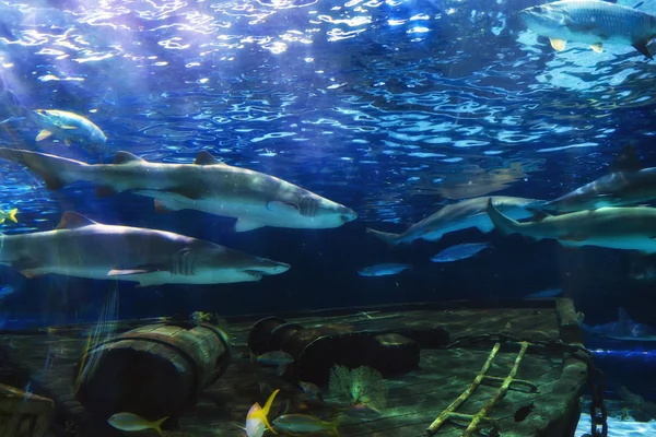 Žraloci v akváriu — Stock fotografie