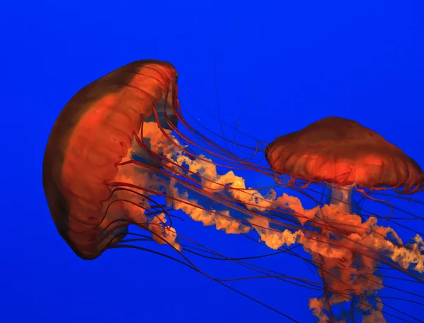 stock image Jellyfish