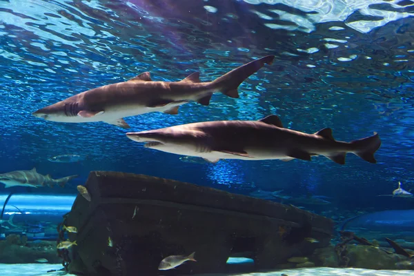 Requins en aquarium — Photo