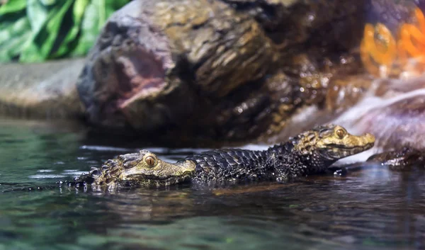 Alligators — Stock fotografie