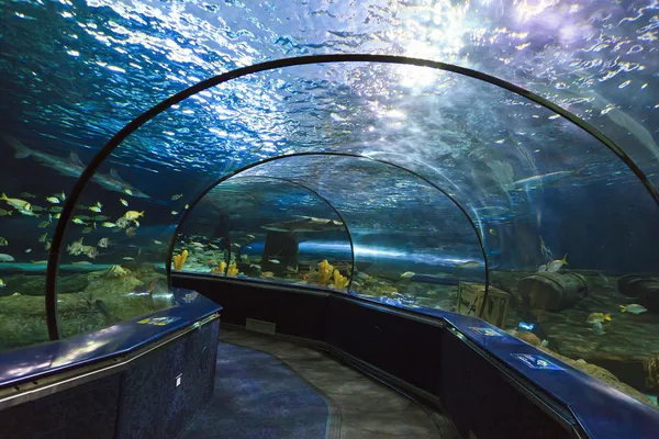Aquarientunnel Stockbild