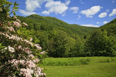 Mountain Laurel clipart