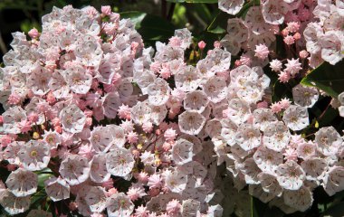 Mountain Laurel clipart