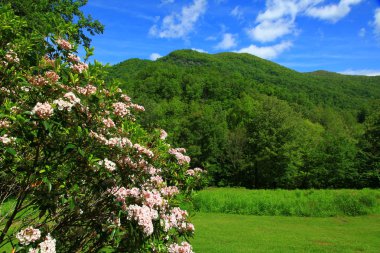 Mountain Laurel clipart