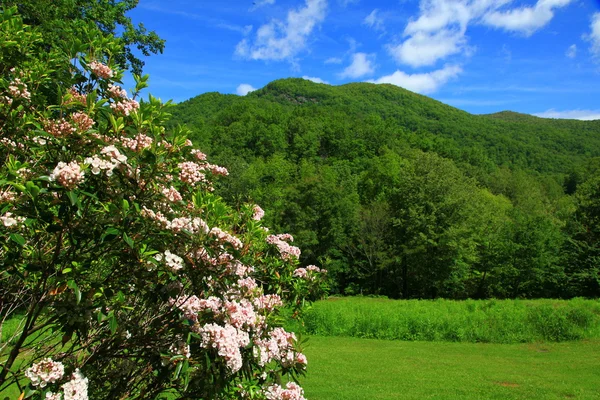 stock image Mountain Laurel