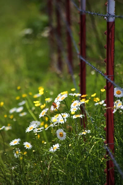 Gänseblümchen am Zaun — Stockfoto