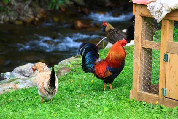 Pretty Rooster — Stock Photo, Image
