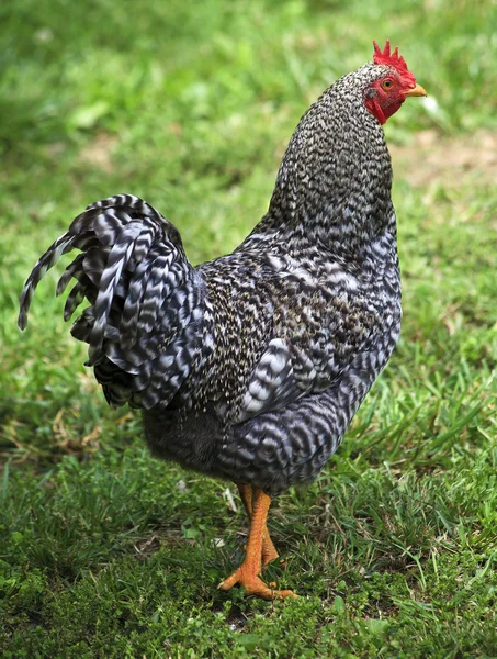 Büszkén lépdelt csirke — Stock Fotó