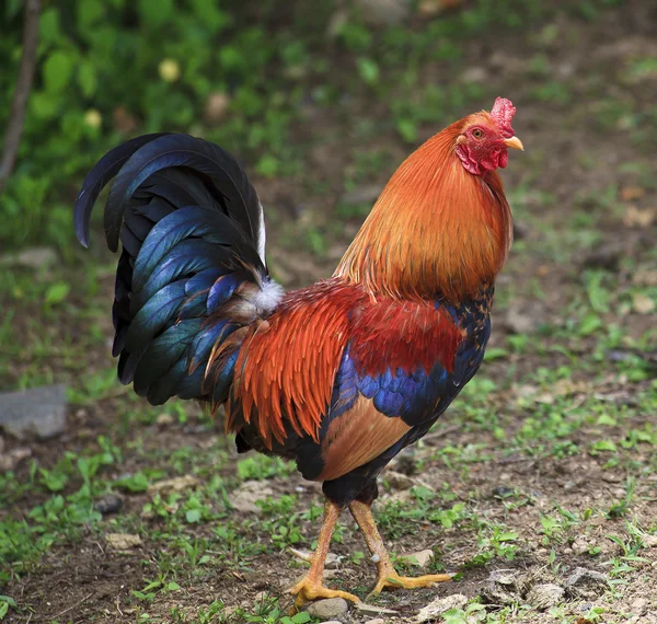 Pretty Rooster — Stock Photo, Image