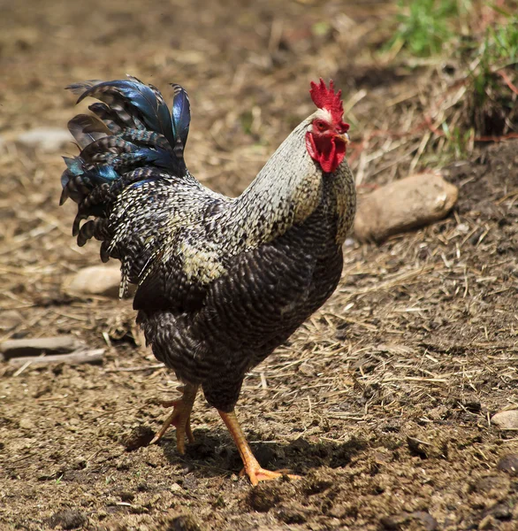 Ayam Strutting — Stok Foto