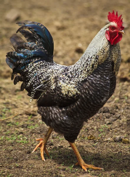 Chicken Strutting — Stock Photo, Image