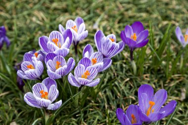 Purple and white crocus