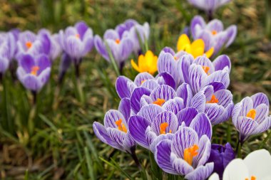 Purple and white crocus