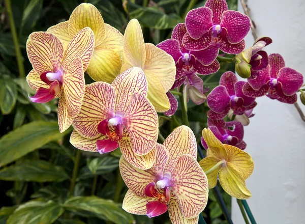 Stock image Orchids in Bloom