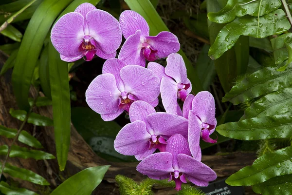 Fialové orchideje — Stock fotografie