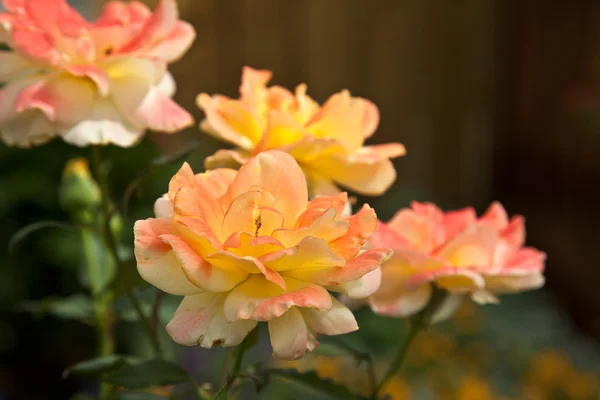 Rosas em um jardim — Fotografia de Stock